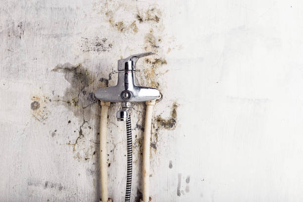 Best White Mold Remediation in New Haven, CT