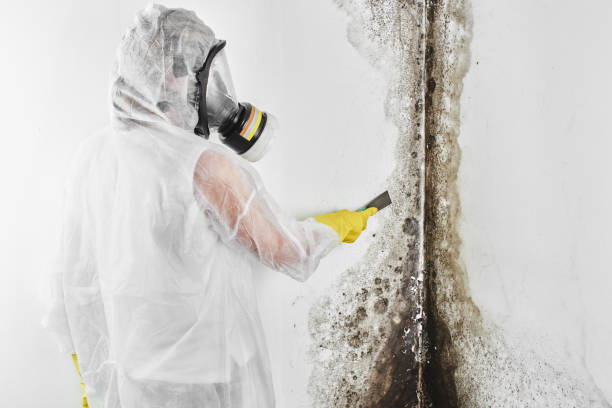 Best Insurance-Related Mold Remediation in New Haven, CT