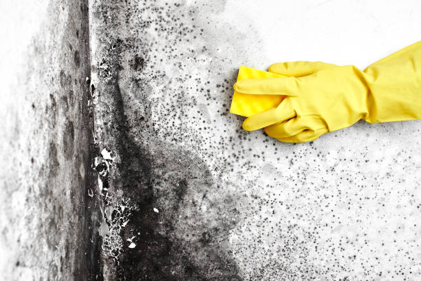 Best Residential Mold Remediation in New Haven, CT