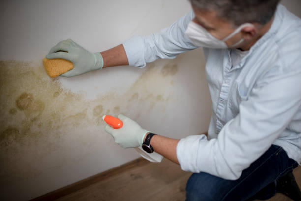 Best Residential Mold Remediation in New Haven, CT