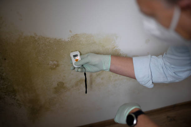 Best Residential Mold Remediation in New Haven, CT