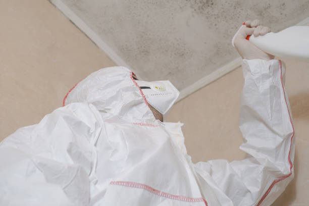  New Haven, CT Mold Removal Pros