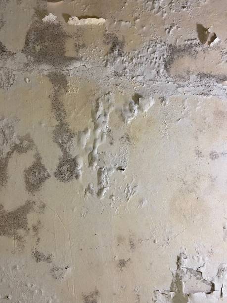 Best Localized Mold Remediation (e.g., coastal areas, humid climates) in New Haven, CT