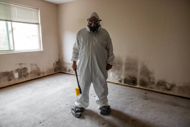 Trusted New Haven, CT Mold Remediation Experts